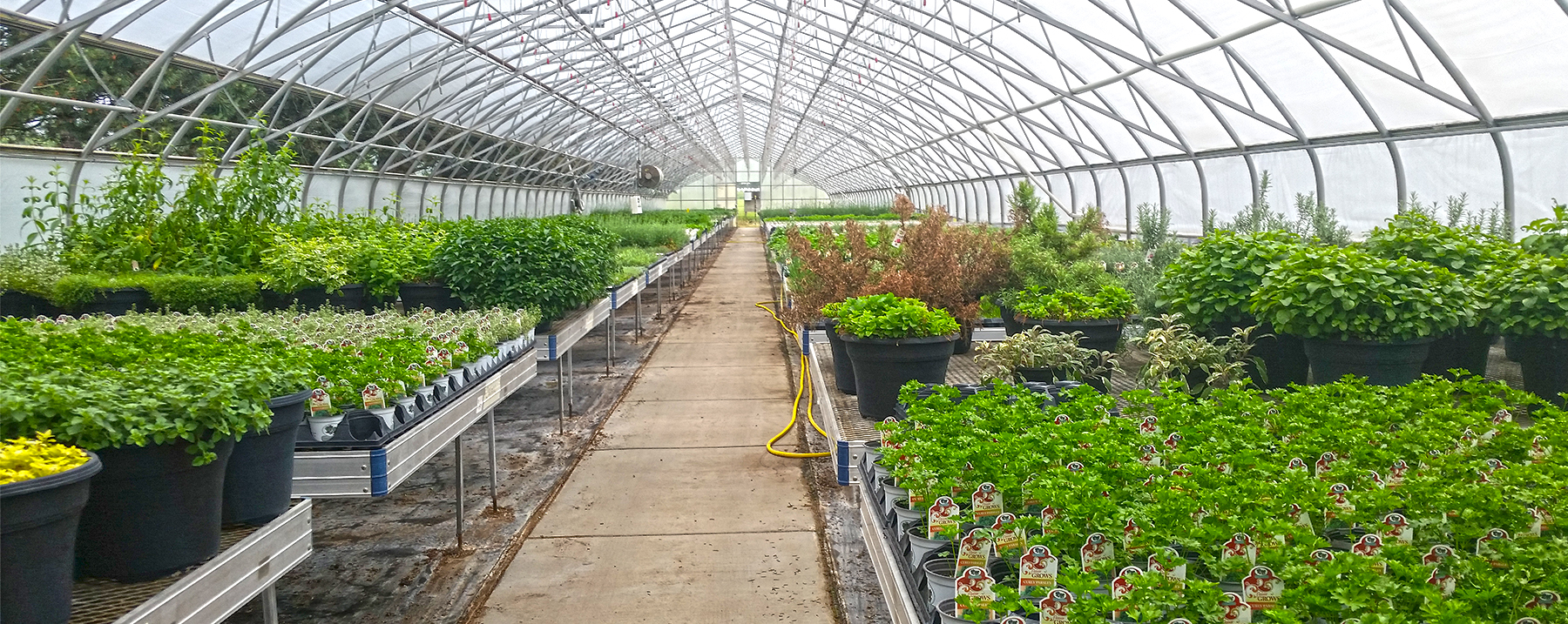 Commercial Wholesale Greenhouse Buffalo NY| Herbs| Plugs